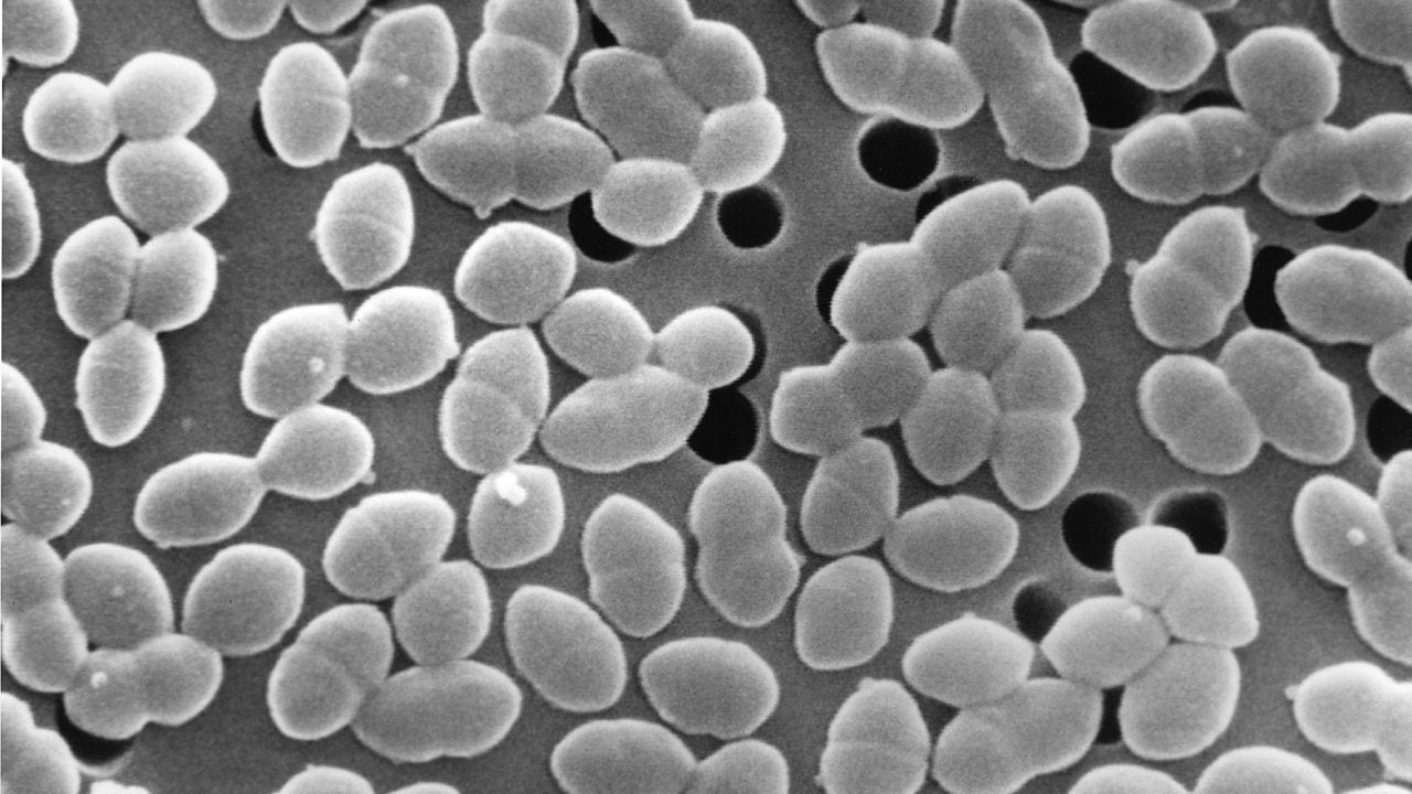 Cukr plus antibiotika, špatná směs