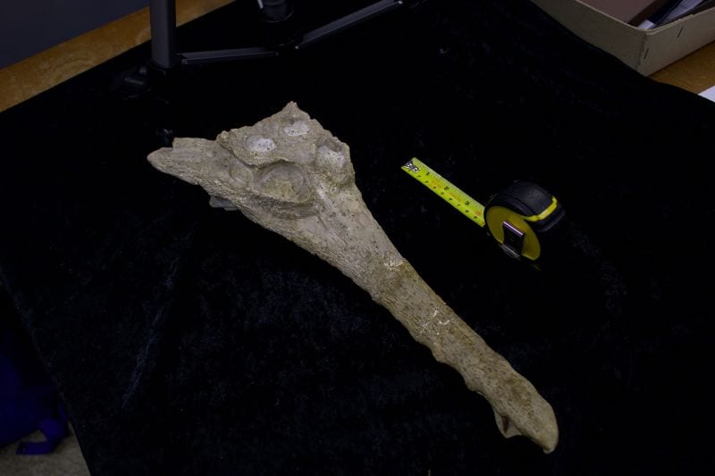 Ein Krokodil versteckte sich im Sphinxfelsen