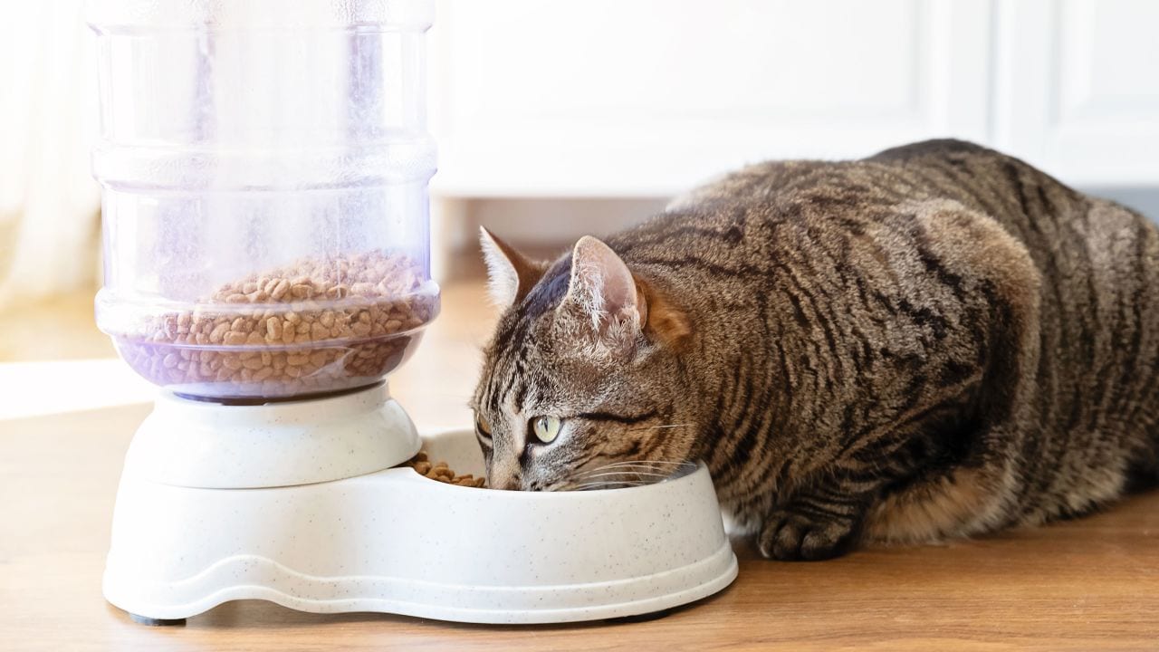 Du plomb est présent dans 99 % des aliments pour chats