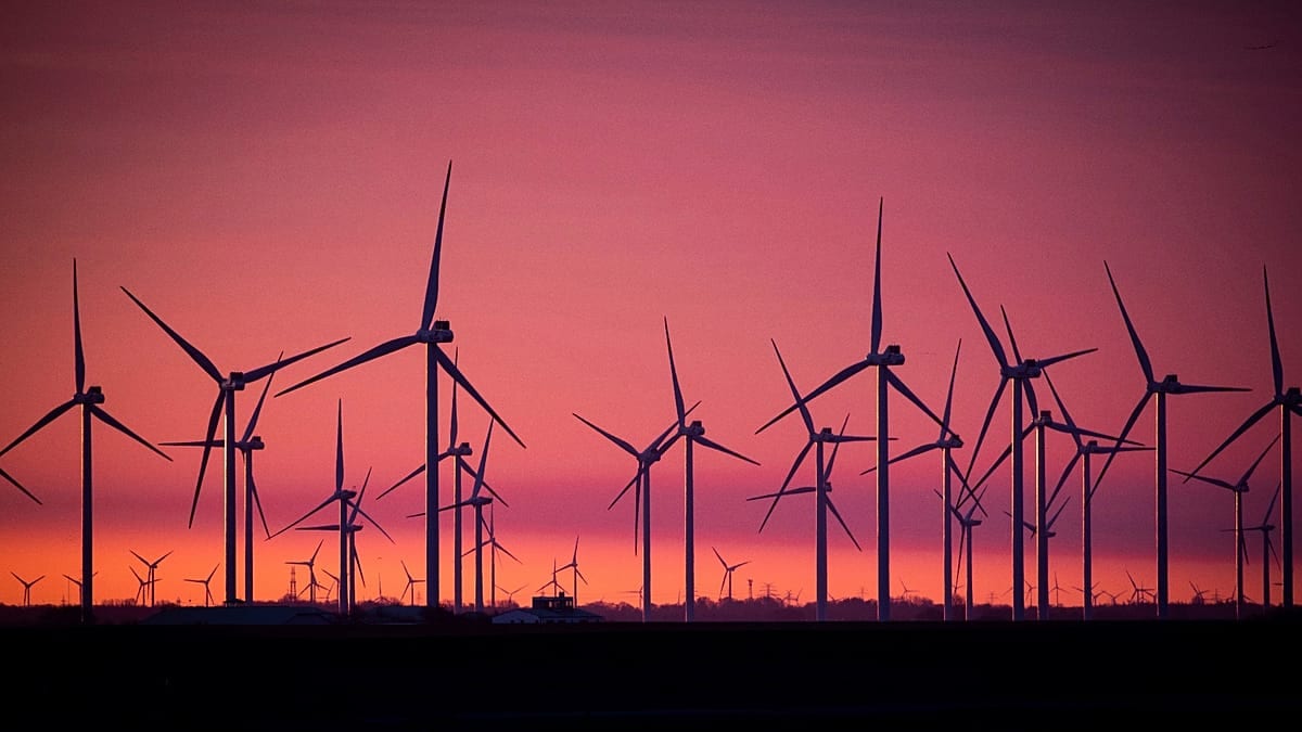 Töten Windparks Vögel? Jetzt wissen wir es