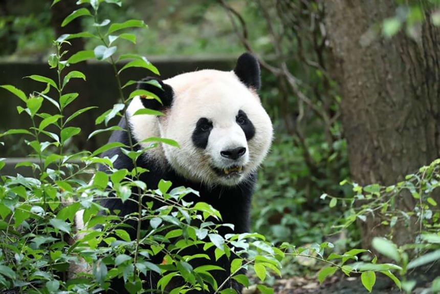 Zwei Pandas. Ein sehr teurer Fototermin.