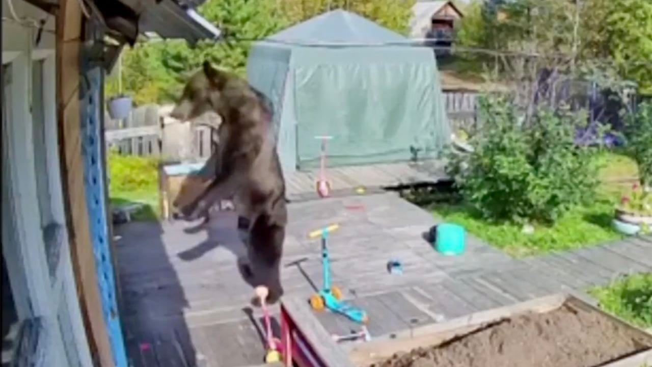 Bären an der Tür: keine Pinienkerne